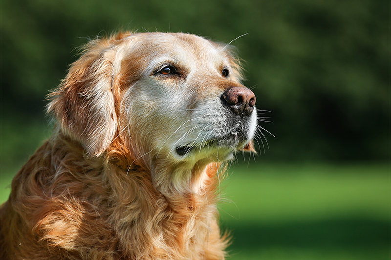 大型犬や老犬のトリミングも承っております。